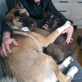Hondenfoto van Jackie en Kiba:)