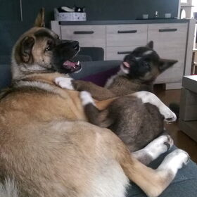 Hondenfoto van Jackie en Kiba:)