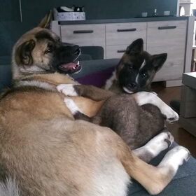 Hondenfoto van Jackie en Kiba:)