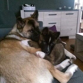 Hondenfoto van Jackie en Kiba:)