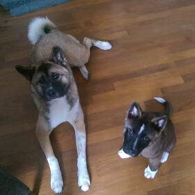 Hondenfoto van Jackie en Kiba:)