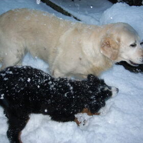 Hondenfoto van Lisa & doggs