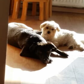 Hondenfoto van Lucia, Lizzy & Ziva
