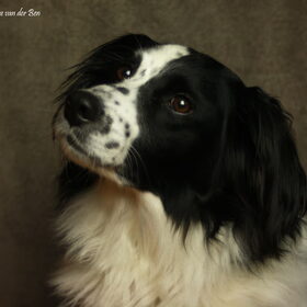 Hondenfoto van Angelique; Bruno, Charlie & Fenna  