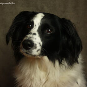 Hondenfoto van Angelique; Bruno, Charlie & Fenna  