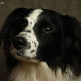 Hondenfoto van Angelique; Bruno, Charlie & Fenna  