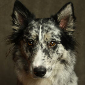 Hondenfoto van Angelique; Bruno, Charlie & Fenna  
