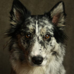 Hondenfoto van Angelique; Bruno, Charlie & Fenna  