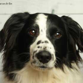 Hondenfoto van Angelique; Bruno, Charlie & Fenna  