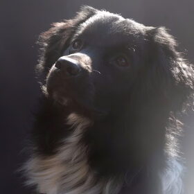 Hondenfoto van Doortje & Tibbe