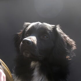 Hondenfoto van Doortje & Tibbe