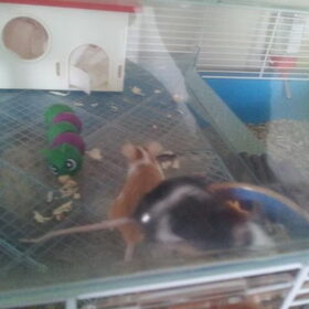 Hondenfoto van Jenny & Aston