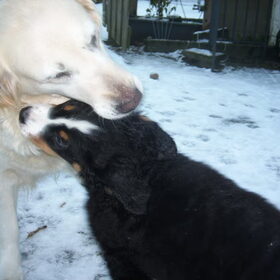 Hondenfoto van Lisa & doggs