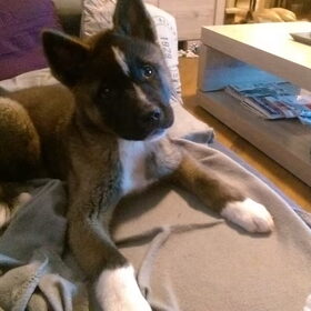 Hondenfoto van Jackie en Kiba:)