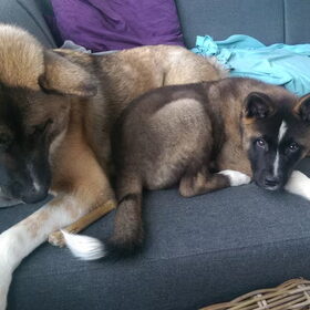 Hondenfoto van Jackie en Kiba:)