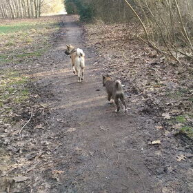 Hondenfoto van Jackie en Kiba:)