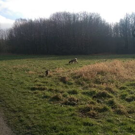 Hondenfoto van Jackie en Kiba:)