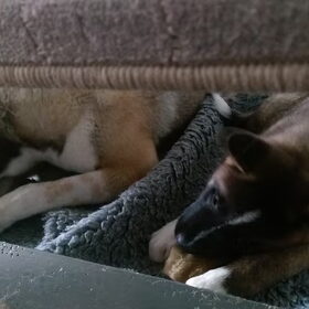 Hondenfoto van Jackie en Kiba:)