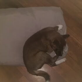 Hondenfoto van Jackie en Kiba:)