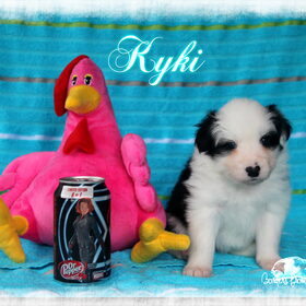 Hondenfoto van Shauni  *Sky~Jinx~Sansa~Hypno*
