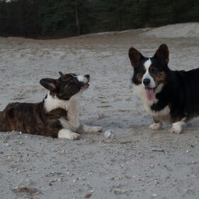 Hondenfoto van Nathalie, Harley & Mr. Deeks