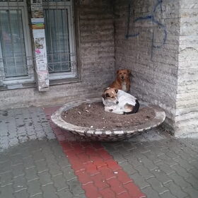 Eerste twee zwerfhondjes