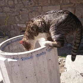 Ook straatkatten