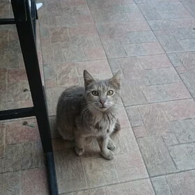 Beste vriend tijdens de lunch
