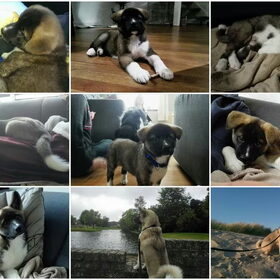 Hondenfoto van Jackie en Kiba:)