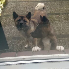 Hondenfoto van Jackie en Kiba:)