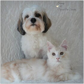 Hondenfoto van Nantastic!© Casa di Coontastic 