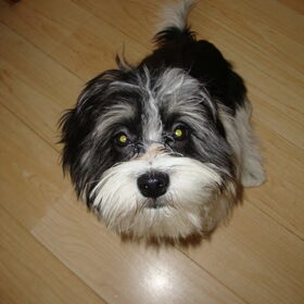 Lieffie