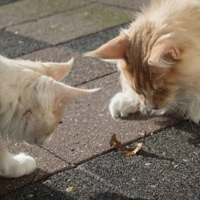 Hondenfoto van Nantastic!© Casa di Coontastic 