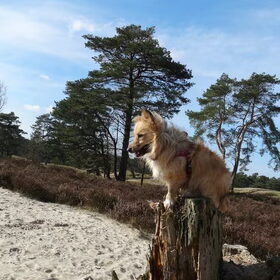 Hondenfoto van Ciska en Spanjaardje Moh (Bambi r.i.p.)