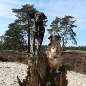 Hondenfoto van Ciska en Spanjaardje Moh (Bambi r.i.p.)
