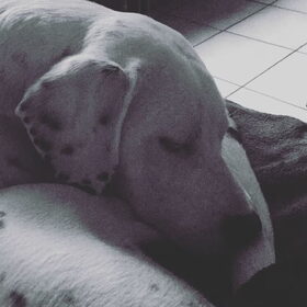 Bono ( 7 maand)