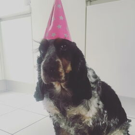 Verjaardag Harley