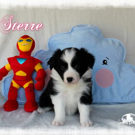 Hondenfoto van Shauni  *Sky~Jinx~Sansa~Hypno*
