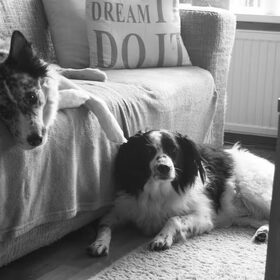 Hondenfoto van Angelique; Bruno, Charlie & Fenna  