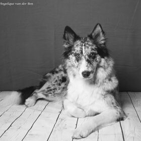 Hondenfoto van Angelique; Bruno, Charlie & Fenna  