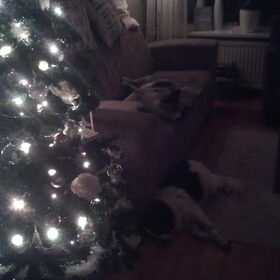 Hondenfoto van Angelique; Bruno, Charlie & Fenna  