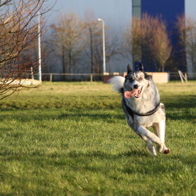 Hondenfoto van Angelique; Bruno, Charlie & Fenna  