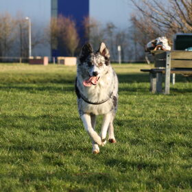Hondenfoto van Angelique; Bruno, Charlie & Fenna  
