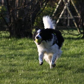 Hondenfoto van Angelique; Bruno, Charlie & Fenna  