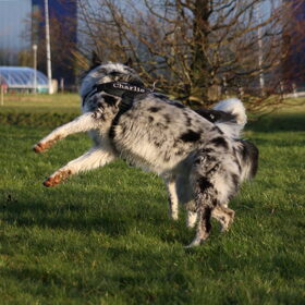 Hondenfoto van Angelique; Bruno, Charlie & Fenna  
