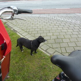 Hondenfoto van Roos,Jeff † en Waldo † en Mootje † 