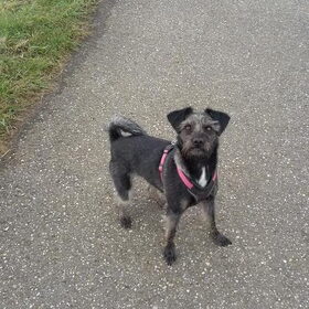 Hondenfoto van Ciska en Spanjaardje Moh (Bambi r.i.p.)