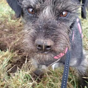 Hondenfoto van Ciska en Spanjaardje Moh (Bambi r.i.p.)