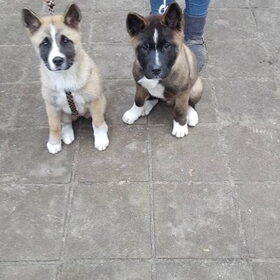 Hondenfoto van Jackie en Kiba:)