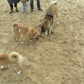Hondenfoto van Jackie en Kiba:)